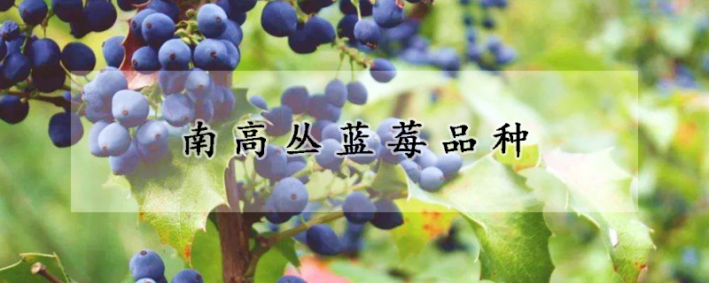 南高丛蓝莓品种