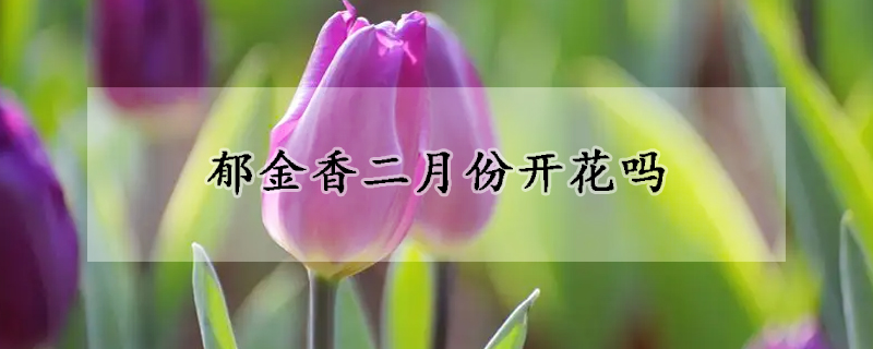 郁金香二月份开花吗