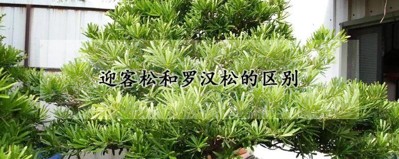 迎客松和罗汉松的区别