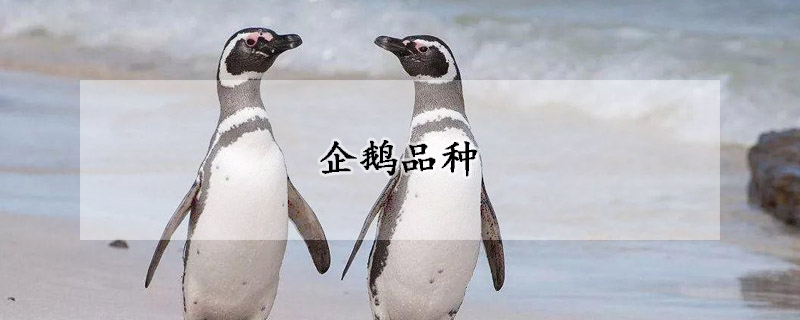 企鹅品种