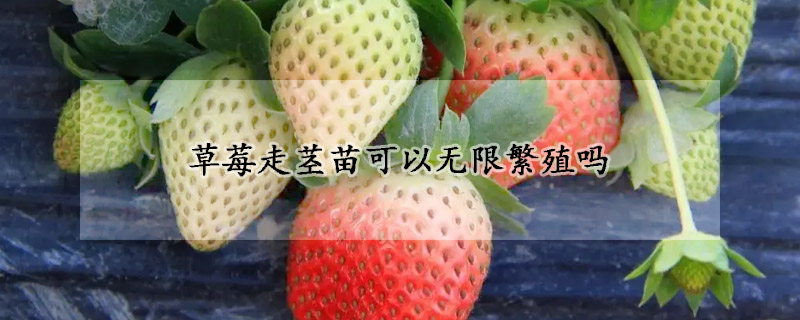 草莓走茎苗可以无限繁殖吗