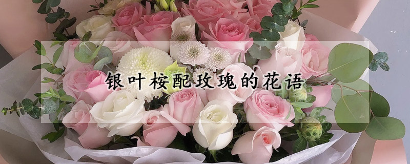 银叶桉配玫瑰的花语
