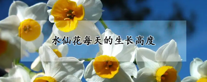 水仙花每天的生长高度