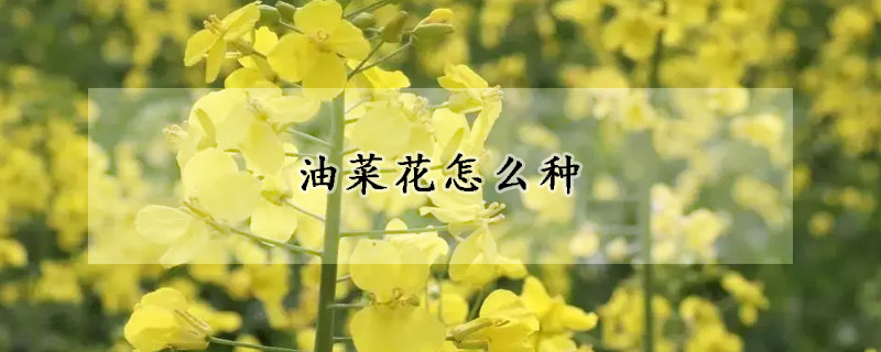 油菜花怎么种