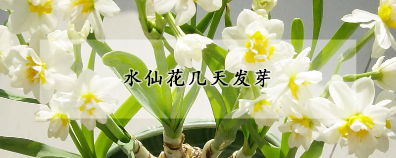 水仙花几天发芽