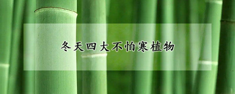 冬天四大不怕寒植物