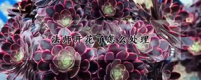 法师开花了怎么处理