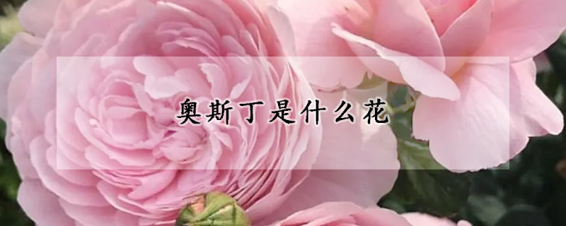 奥斯丁是什么花