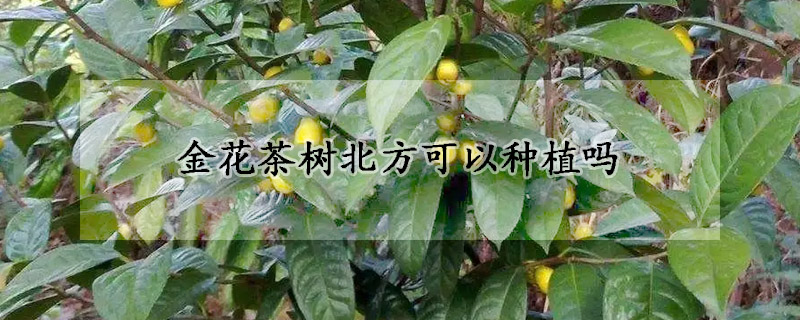 金花茶树北方可以种植吗