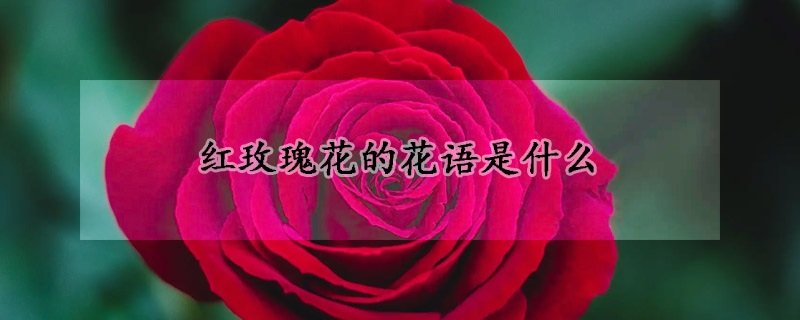 红玫瑰花的花语是什么