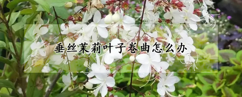 垂丝茉莉叶子卷曲怎么办