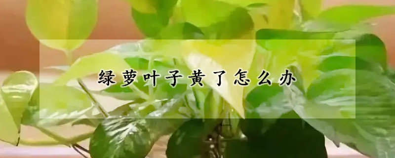 绿萝叶子黄了怎么办