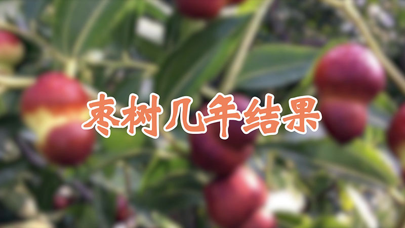 枣树几年结果