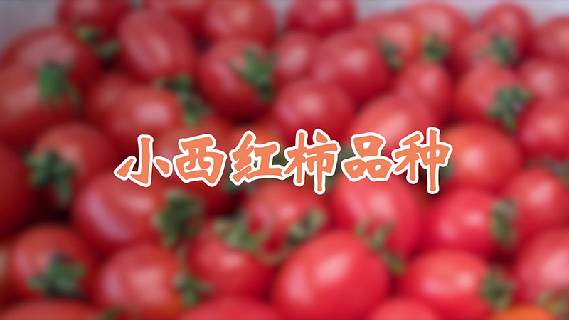 小西红柿品种