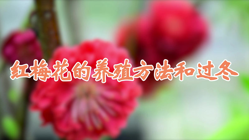 红梅花的养殖方法和过冬