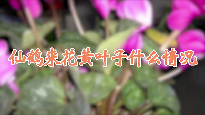 仙鹤来花黄叶子什么情况