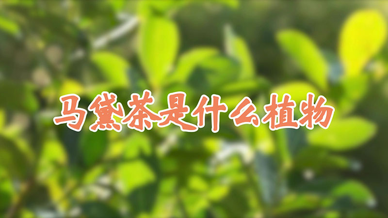 马黛茶是什么植物