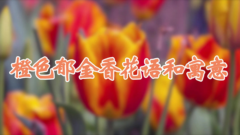 橙色郁金香花语和寓意
