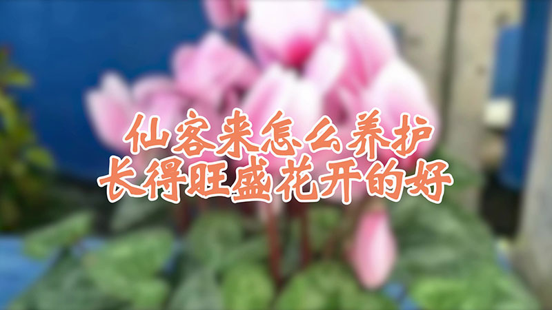 仙客来怎么养护长得旺盛花开的好