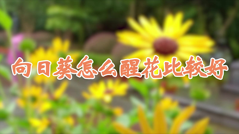 向日葵怎么醒花比较好