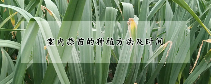 室内蒜苗的种植方法及时间