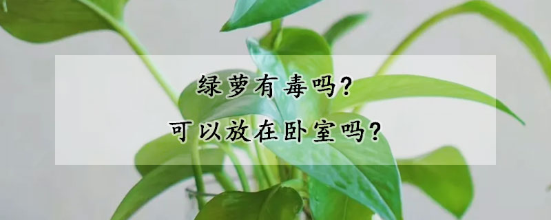 绿萝有毒吗?可以放在卧室吗?