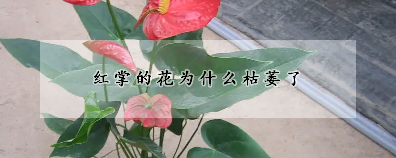 红掌的花为什么枯萎了