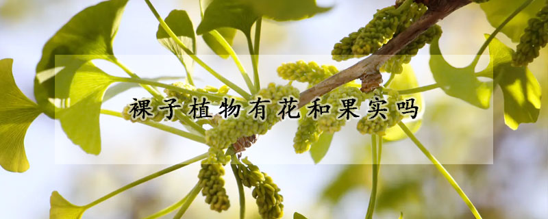 裸子植物有花和果实吗