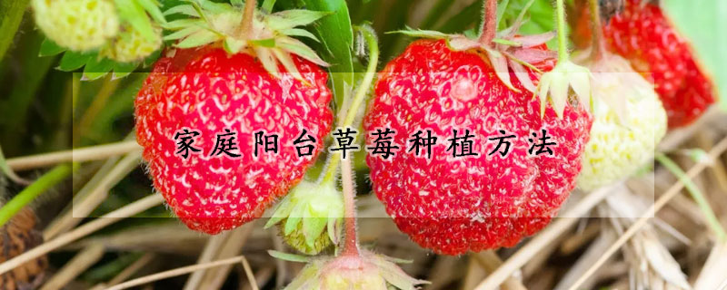 家庭阳台草莓种植方法