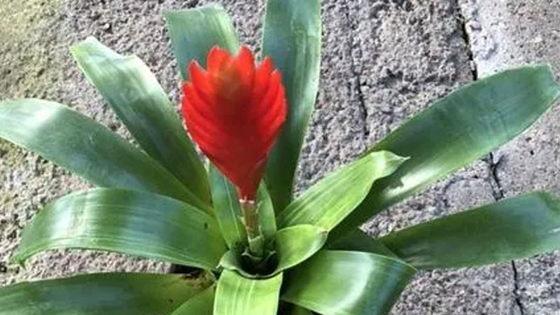 卡丽花寓意是什么意思