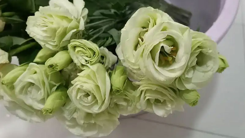 绿色洋桔梗花语和寓意
