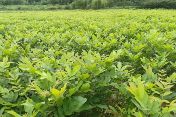 碧根果树长什么样