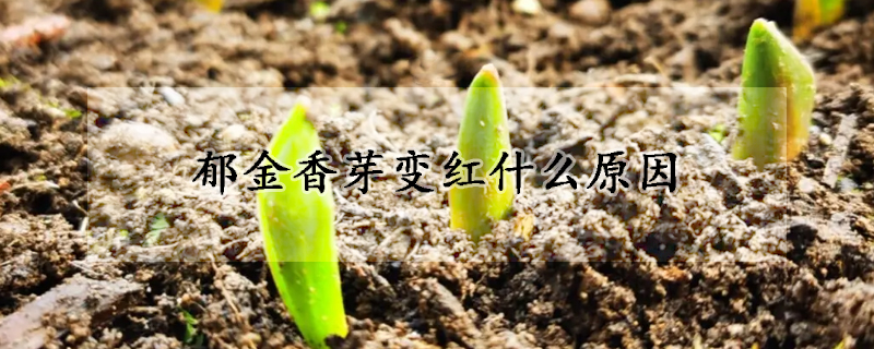 郁金香芽变红什么原因