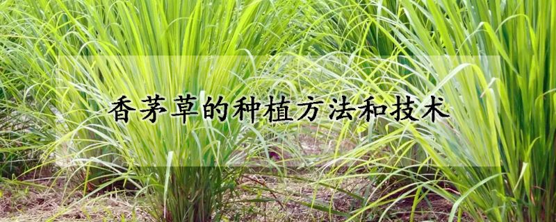 香茅草的种植方法和技术