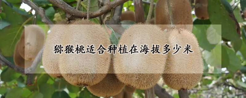 猕猴桃适合种植在海拔多少米
