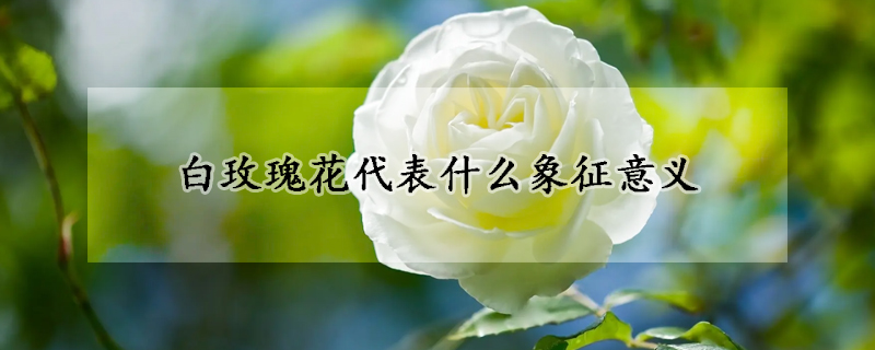 白玫瑰花代表什么象征意义