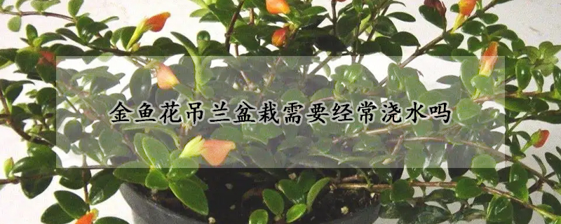 金鱼花吊兰盆栽需要经常浇水吗