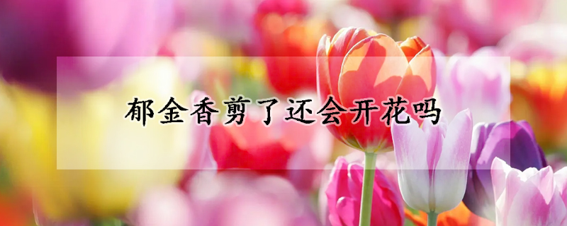 郁金香剪了还会开花吗