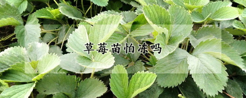 草莓苗怕冻吗