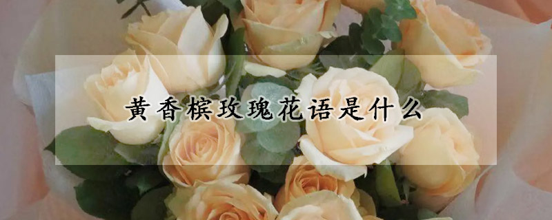 黄香槟玫瑰花语是什么