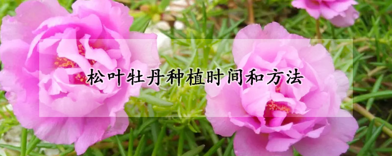 松叶牡丹种植时间和方法