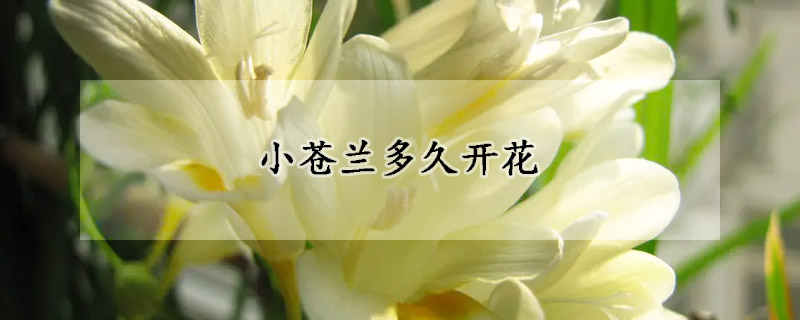 小苍兰多久开花