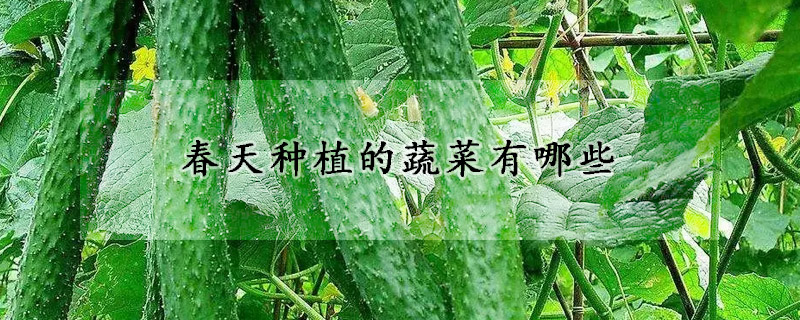 春天种植的蔬菜有哪些