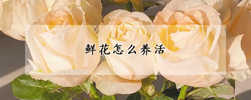 鲜花怎么养活