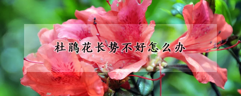 杜鹃花长势不好怎么办