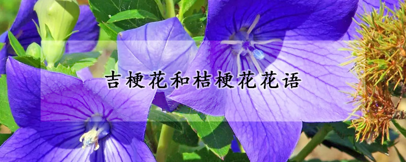 吉梗花和桔梗花花语