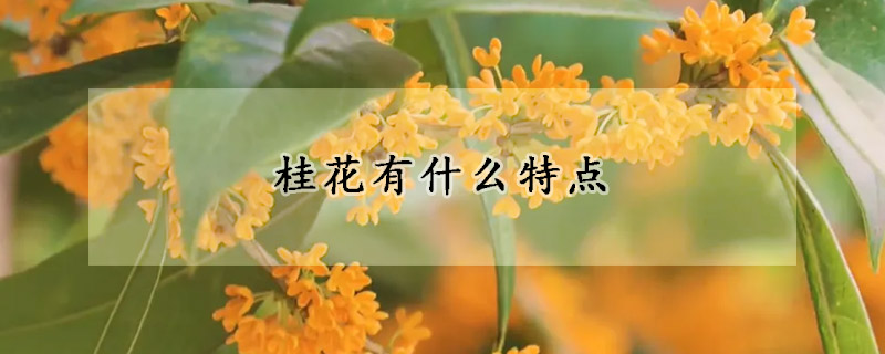 桂花有什么特点