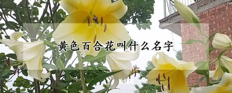 黄色百合花叫什么名字