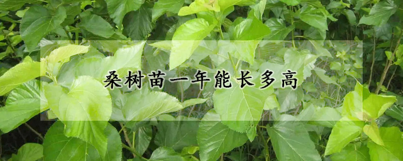 桑树苗一年能长多高