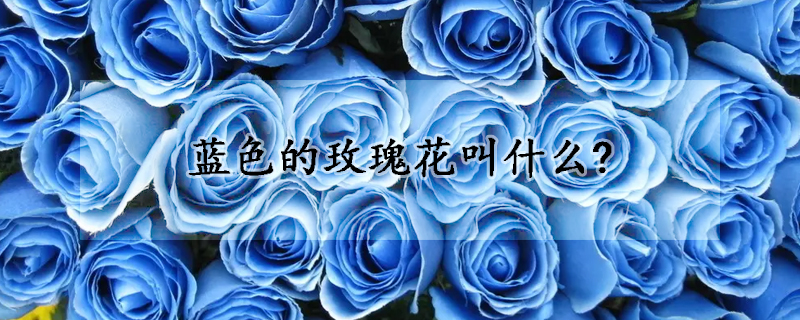 蓝色的玫瑰花叫什么?